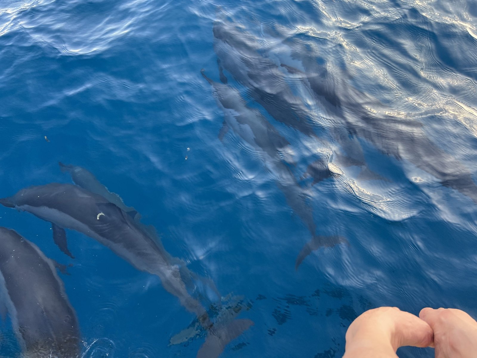 Dolphin Spotting Maldives