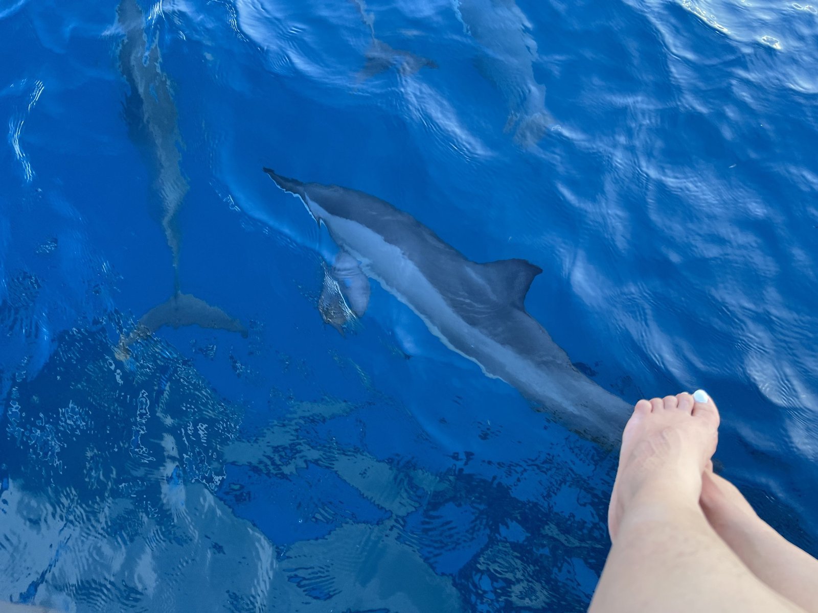 Dolphin Spotting in the maldives