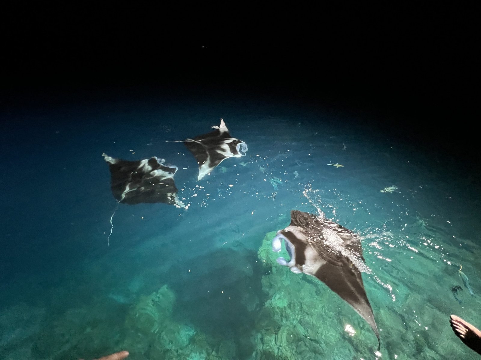 Manta ray Swimming Maldives 
