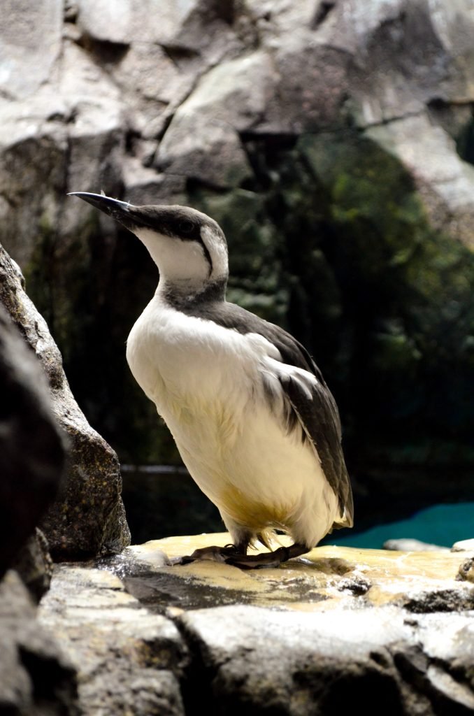 Oceanário de Lisboa