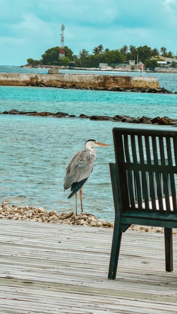 Grey heron in maldives