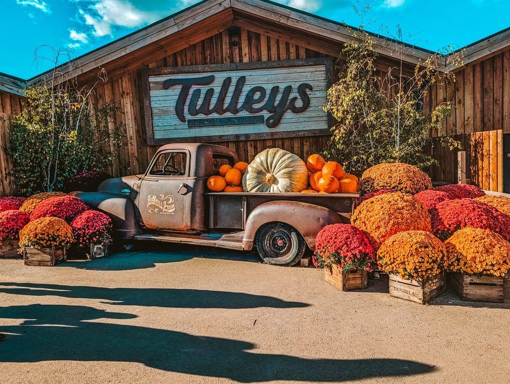 An image of a vintage truck carrying an extremely large pumpkin along side lots of traditional pumpkins and a lot of autumnal floral displays outside Tulleys pumpkin farms.