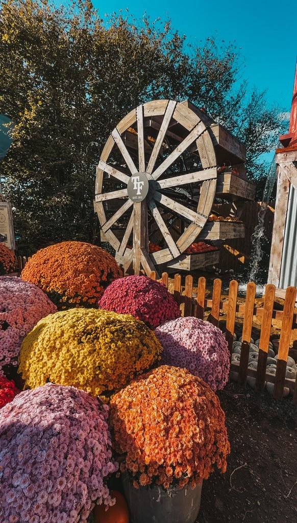 A cosy autumnal scene with lots of flowers and pumpkins and a water mill.